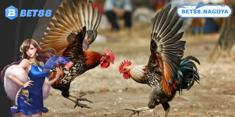 Giống gà tre và thông tin trận